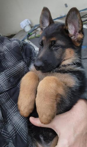 Big paws for a lil pup. 