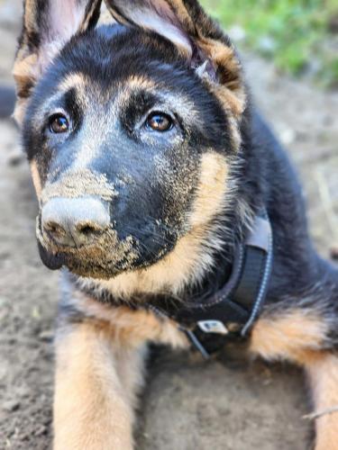 Digging as per usual. 